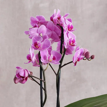 Purple Orchid Duo in Vase